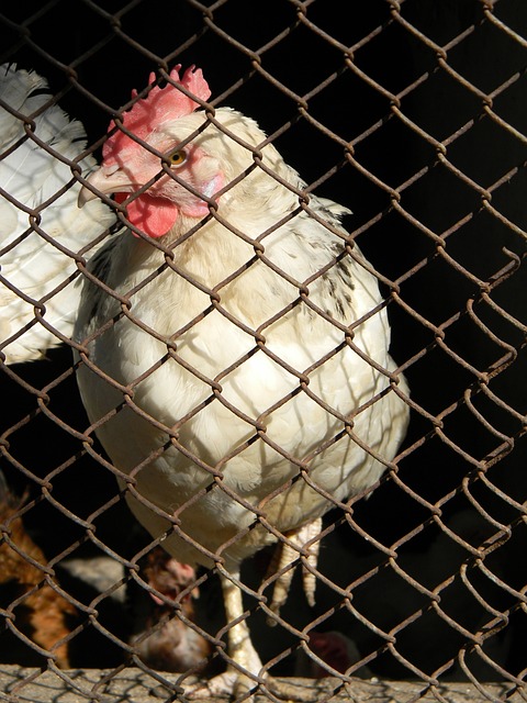 为观众带来 为观众带来